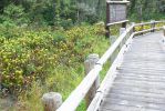 PICTURES/Oregon Coast Road - Darlingtonia Nature Site/t_P1210488.JPG